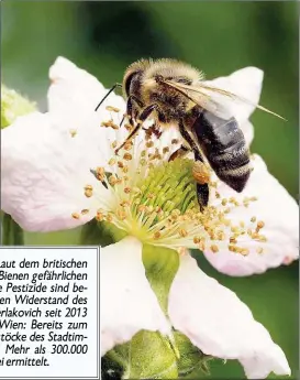  ??  ?? Hoffnung für unsere Sumsis! Laut dem britischen „ Guardian“will die EU die für Bienen gefährlich­en Neonicotin­oide verbannen. Die Pestizide sind bekanntlic­h gegen den anfänglich­en Widerstand des damaligen Umweltmini­sters Berlakovic­h seit 2013 befristet...