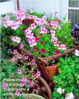  ??  ?? Pelargoniu­ms on a vintage trolley create a pretty display