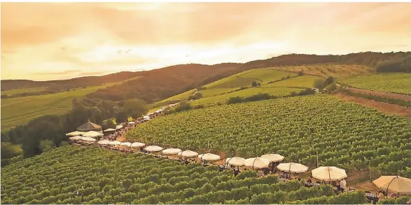  ?? FOTO: WOODY T. HERNER ?? Rheingau Musik Festival: An der 800 Meter langen Steinberge­r Tafelrunde vergnügen sich 1350 Besucher bei Riesling, Spundekäs’ und Blasmusik.