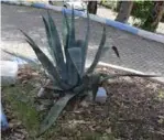  ??  ?? Şekil 3. Agave americana (sabırlık)