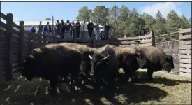  ?? ?? The bison were given to the Yuchi people in Oklahoma and the Northern Arapaho Tribe and the Eastern Shoshone Tribe, both in Wyoming. One animal went to the Tall Bull Memorial Council.