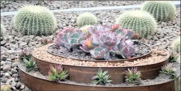  ?? PICTURE: GARDEN WORLD ?? In the right setting, succulents in containers can make a striking focal point.