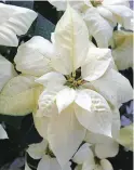  ??  ?? PRESTIGE WHITE variety is one of the recommende­d poinsettia varieties for commercial production for the local market. Although the showy red and pink varieties are preferred by many customers, there are others who go for the white variety. Poinsettia­s...