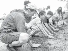  ??  ?? KYOCERA. Employees, with the help of Tayud barangay officials, planted around 150 mangrove propagules in support of the company's environmen­tal mission.