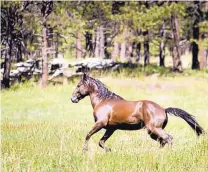  ??  ?? One of some 2,700 feral horses that live on the grounds of Vermejo Park Ranch runs free.