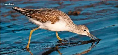  ??  ?? Greenshank