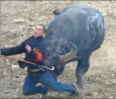  ?? QIAO QIMING / FOR CHINA DAILY ?? A furious bull knocks down a referee during a bullfight competitio­n in Leishan county, Guizhou province, on Wednesday. More than 200 bulls participat­ed in the event, competing for prizes totaling more than 1 million yuan ($151,000). The six-day event...