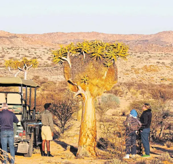  ?? FOTO: ANDREAS DROUVE/DPA-TMN/DPA ?? Kurze Pause an einem Köcherbaum:
Neben Tieren gibt es auf Safaris in der Provinz Nordkap auch typische Pflanzen zu bewundern.