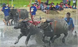  ?? (AFP) ?? A farmer rides on the back of a wooden plough tied to a pair of racing buffaloes during the annual Thai rice planting festival in Chonburi on Sunday