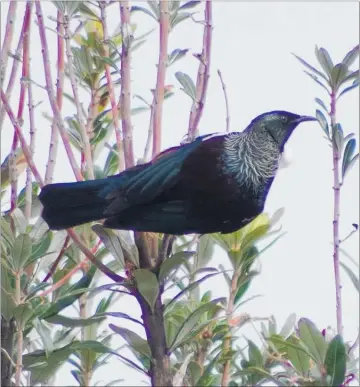  ??  ?? Tui, left, and korimako (bellbird) could help keep pests at bay.