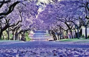  ?? ?? SEA OF PURPLE: Jacarandas are a spectacula­r sight when in full bloom