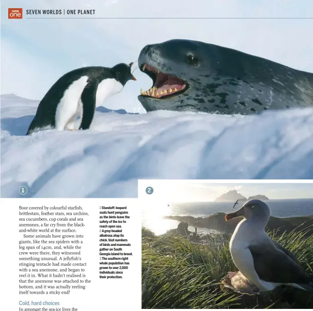  ??  ?? 1 Standoff: leopard seals hunt penguins as the birds leave the safety of the ice to reach open sea.
A grey-headed albatross atop its chick. Vast numbers of birds and mammals gather on South Georgia island to breed.
The southern right whale population has grown to over 2,000 individual­s since their protection.