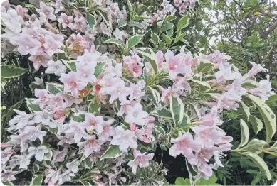  ?? ?? Weigela is a mass of pink blooms in this garden.