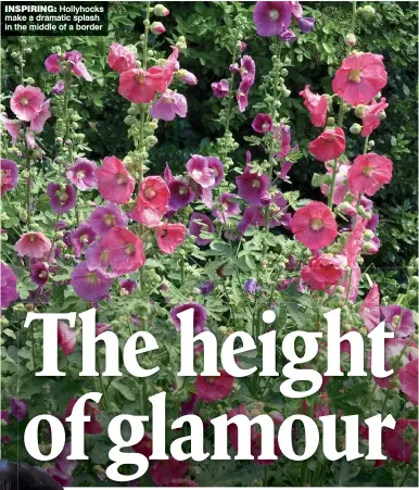  ??  ?? INSPIRING: Hollyhocks make a dramatic splash in the middle of a border WIDE VARIETY: Some hollyhock blooms are nearly black, while Fiesta Time, below left, has frilled, bi-colour flowers