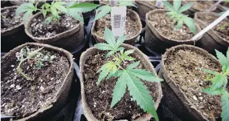  ??  ?? Under the new rules, adults can only grow four cannabis plants at home at a time.