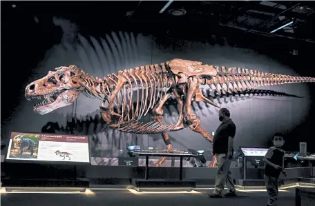  ?? Photos by AAron Ontiveroz, The Denver Post ?? New research has reorganize­d the skeleton of Sue the T. rex, making it far more barrel-chested.