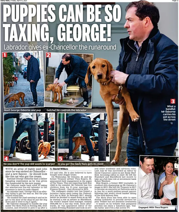  ??  ?? 1
Heel! George Osborne and pup 2
Gotcha! He controls the labrador 3 What a handful: Mr Osborne carries his pet across the street 4 No you don’t! The pup still wants to scarper 5 In you go! The Mutz Nutz gets its client
Engaged: With Thea Rogers