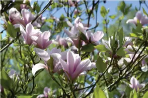  ??  ?? MÅNGA SORTER. Magnolia är ett växtsläkte som omfattar 210 olika arter, flera av dem finns i Lilla Skapargård­en trädgård. En del blommar fram till mitten av juli.