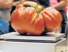  ?? JOHN DAMIANO 2019 ?? A large tomato on a scale is entered into the Great Long Island Tomato Challenge competitio­n in Farmingdal­e, New York.