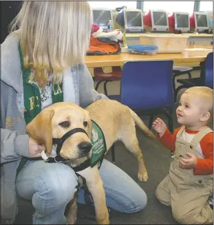  ?? (Courtesy Photo/Marybeth Hearn) ?? A student trains a dog to become socialized to young children during a presentati­on given by the Lemoore FFA Guide Dogs for the Blind Club at Island School in Lemoore, Calif.