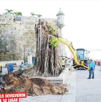  ??  ?? LO DEVOLVIERO­N
A SU L UGAR
Con la ayuda de un digger y la mirada atenta de muchos curiosos, la imponente especie fue levantada y puesta en su lugar para comenzar a darle los cuidados necesarios.