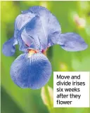  ??  ?? Move and divide irises six weeks after they flower