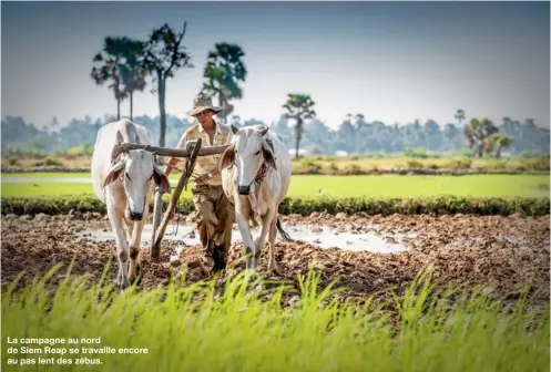  ??  ?? La campagne au nord de Siem Reap se travaille encore au pas lent des zébus.