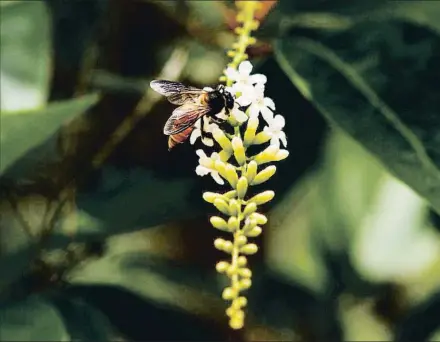  ?? NURPHOTO / GETTY ?? Los neonicotin­oides se usan para combatir ciertas plagas y quedan en las plantas contaminan­do el polen