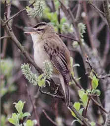  ?? Photograph: Brian Couper. ?? Sedge warbler. This summer visitor has had a successful breeding season.