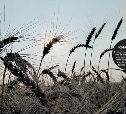  ?? DANIEL ACKER/BLOOMBERG ?? Espigas. El trigo es un cultivo estratégic­o para cubrir los campos en invierno y para reconstrui­r fertilidad.