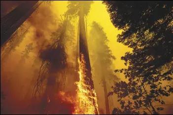 ?? ASSOCIATED PRESS FILES ?? Flames burn up a tree as part of the Windy Fire in the Trail of 100 Giants grove in Sequoia National Forest, in September. Sequoia National Park says lightning-sparked wildfires in the past two years have killed a minimum of nearly 10,000 giant sequoia trees in California.