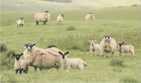  ?? PICTURE: PHIL WILKINSON ?? 0 Scotland’s fields are as important to the battle against climate change as woodlands