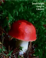  ??  ?? Jewel-bright fungi in Glenree