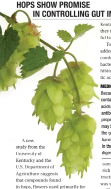  ??  ?? MEDICINAL: Because they contain beta acids that have antibacter­ial properties, hops may help slow the growth of harmful bacterial in the horse’s digestive system.