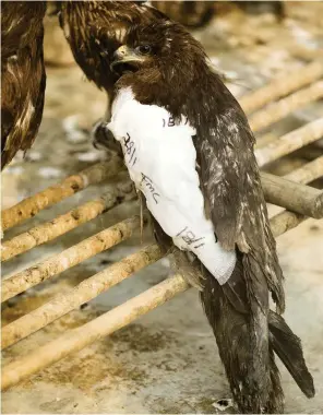  ??  ?? Above: a bandaged black kite continues to recover from its injury at the treatment centre set up in the brothers’ home.