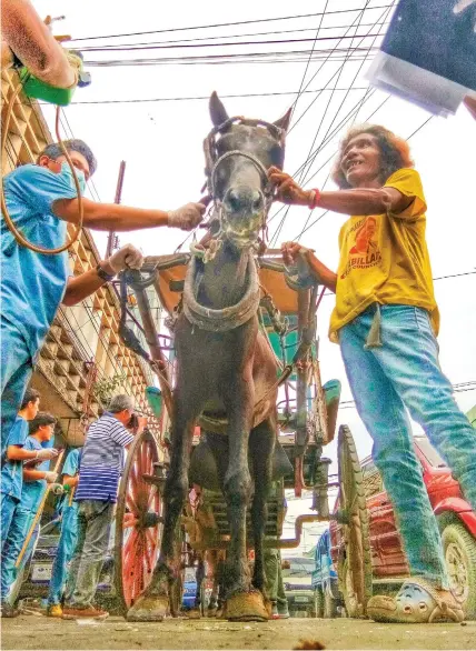  ?? ALDO NELBERT BANAYNAL ?? A worker at Cebu City's Department of Veterinary Medicine and Fisheries checks on one of the horses still pulling carriages in the city. The department rendered free services, including deworming and horse shoe replacemen­t.