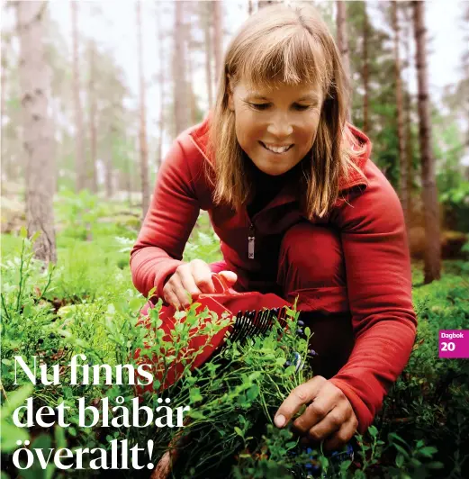  ?? FOTO: CATA PORTIN ?? Fritidsplo­ckaren Eva-Lotta Backman plockar blåbär i Noux nationalpa­rk där det verkar som om blåbären aldrig tar slut.