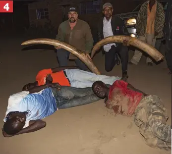  ??  ?? 4 Bite the dust: The squad pose with the captured tusks as the gang are forced to lie in the dirt and ponder the fate that awaits them in a Zambian prison