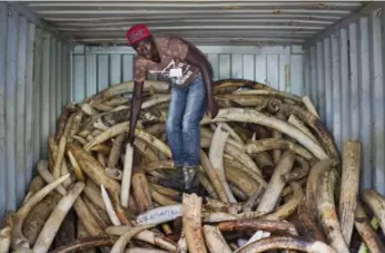  ?? BEN CURTIS/THE ASSOCIATED PRESS ?? A worker stacks tusks in Kenya, part of a stockpile of tusks from elephants and rhinos that were killed in conflict with humans, died of natural causes or were killed by poachers.