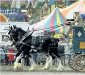  ??  ?? A pair of heavy horses compete.