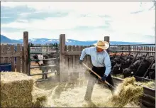  ?? SOL TRAVERSO/Taos News file photo ?? The USDA has announced it is accepting applicatio­ns for the Socially Disadvanta­ged Groups Grant, specifical­ly for farmers and other rural business owners. Pictured: Taos County cattle rancher Pat Pacheco pitches hay for his livestock in April 2022.