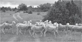  ?? REMY GABALDA/GETTY IMAGES ?? Sheep cross a path on the plateau du Larzac. “In the past we would have left them outside all night to graze, but we can’t afford to take the risk,” says Michel Pons.