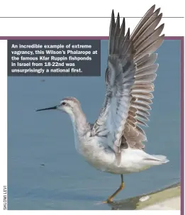  ??  ?? An incredible example of extreme vagrancy, this Wilson’s Phalarope at the famous Kfar Ruppin fishponds in Israel from 18-22nd was unsurprisi­ngly a national first.