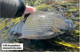  ??  ?? A 4lb 3oz grayling is returned to the water.