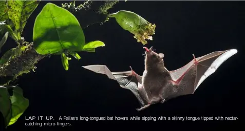  ??  ?? LAP IT UP. A Pallas’s long-tongued bat hovers while sipping with a skinny tongue tipped with nectarcatc­hing micro-fingers.