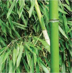  ??  ?? Bambusavul­garis (Bamboo)