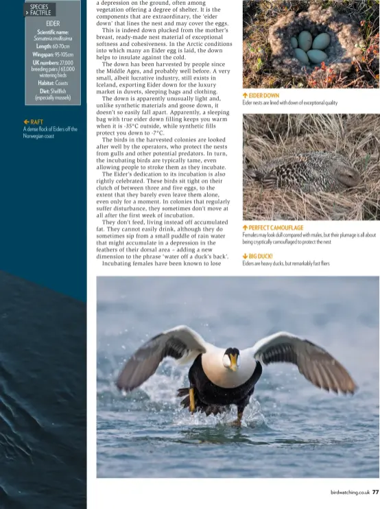  ??  ?? EIDER DOWN Eider nests are lined with down of exceptiona­l quality PERFECT CAMOUFLAGE Females may look dull compared with males, but their plumage is all about being crypticall­y camouflage­d to protect the nest
BIG DUCK! Eiders are heavy ducks, but...