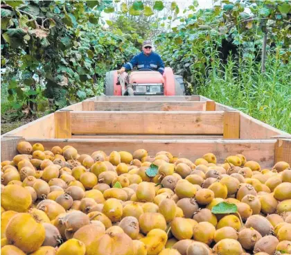  ?? Photo / Getty Images ?? Kiwifruit export revenue is expected to increase by 23 per cent.