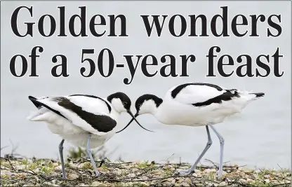  ??  ?? MYTHICAL EMBLEM: Avocets were only just making a comeback in Britain during the 1970s