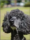  ?? (Madoka Nakamura via The New York Times) ?? Dogs produce more tears when reunited with their owners than with other humans, a small study in the journal Current Biology found.